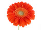 Pretty Orange Wall Decal