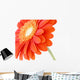 Pretty Orange