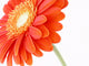 Pretty Orange