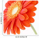 Pretty Orange