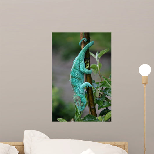 Chamaeleon-calumma Parsonii Wall Mural