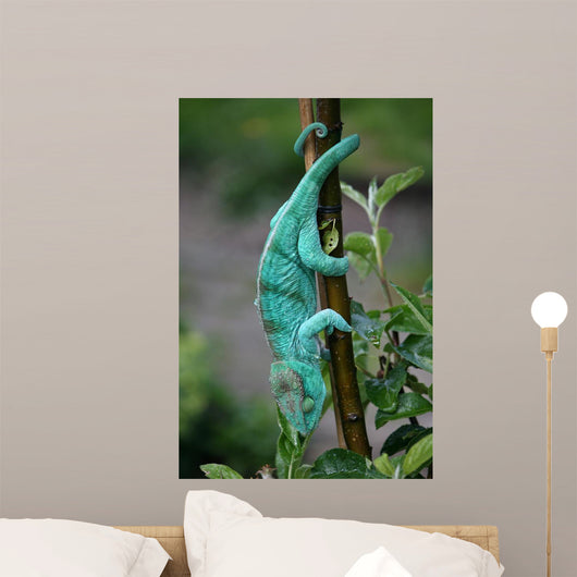 Chamaeleon-calumma Parsonii Wall Mural