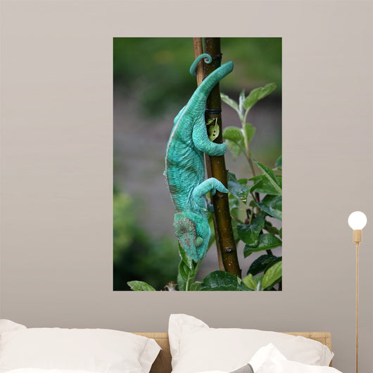 Chamaeleon-calumma Parsonii Wall Mural