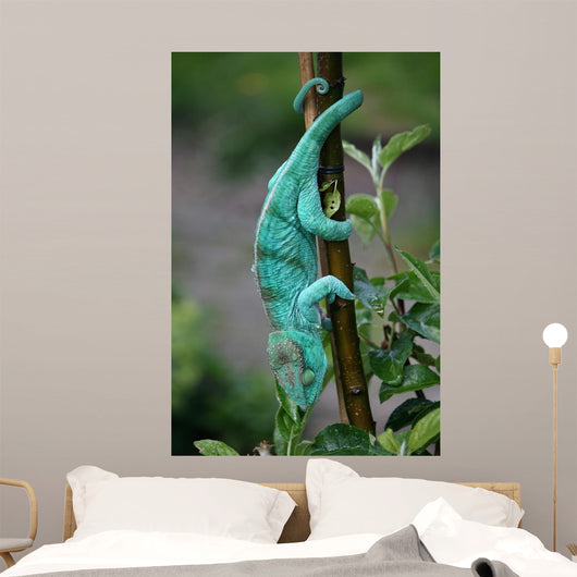 Chamaeleon-calumma Parsonii Wall Mural
