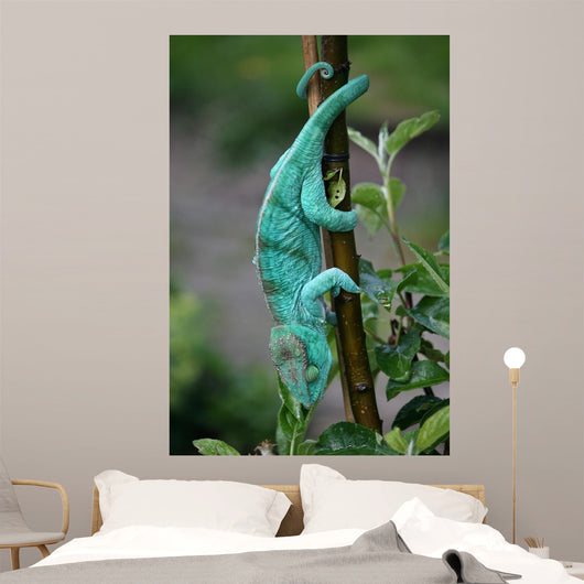 Chamaeleon-calumma Parsonii Wall Mural