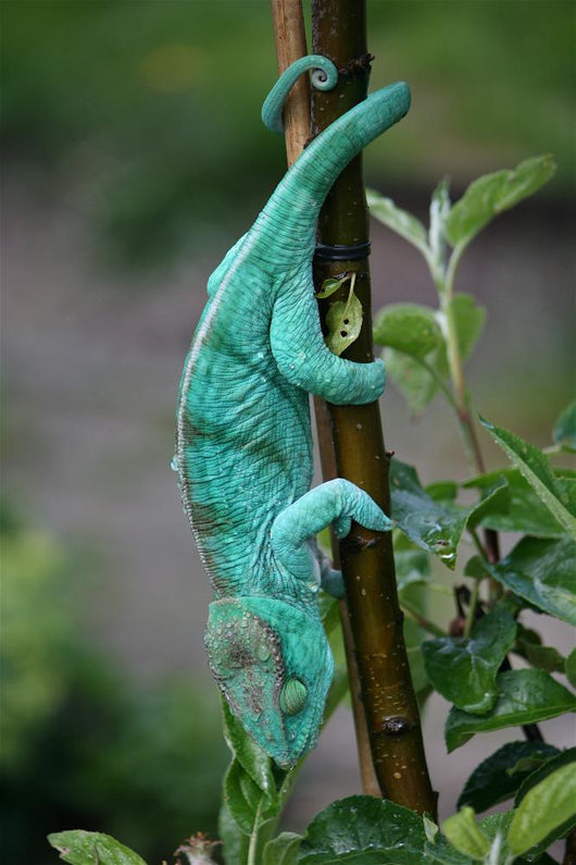 Chamaeleon-calumma Parsonii Wall Mural