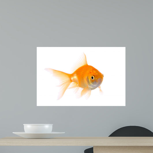 Gold Fish Wall Decal