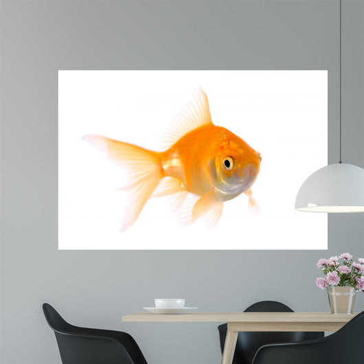 Gold Fish Wall Decal