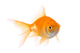 Gold Fish Wall Decal