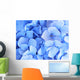 Blue Hydrangea