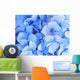 Blue Hydrangea