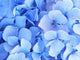 Blue Hydrangea