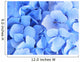 Blue Hydrangea