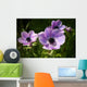 Purple Anemone Spring Flowers Wall Mural