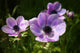 Purple Anemone Spring Flowers Wall Mural