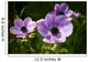 Purple Anemone Spring Flowers Wall Mural