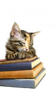 Book Loving Cat Wall Decal