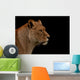 Up Profile Lion Black Wall Mural