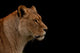 Up Profile Lion Black Wall Mural