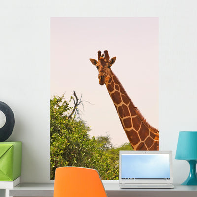 Giraffe with Bird Head Wall Mural shown on a wall