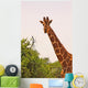 Giraffe with Bird Head Wall Mural