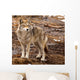 Coyote on a Spring Day Wall Mural
