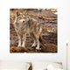 Coyote on a Spring Day Wall Mural