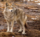 Coyote on a Spring Day Wall Mural