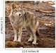 Coyote on a Spring Day Wall Mural