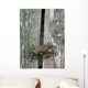 Eastern Us Blue Claw Crab Wall Mural