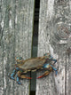 Eastern Us Blue Claw Crab Wall Mural