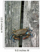 Eastern Us Blue Claw Crab Wall Mural