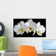 White orchid with drop of dew Wall Mural