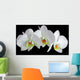 White orchid with drop of dew Wall Mural