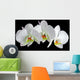 White orchid with drop of dew Wall Mural