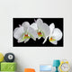 White orchid with drop of dew Wall Mural