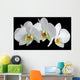 White orchid with drop of dew Wall Mural