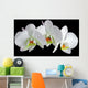 White orchid with drop of dew Wall Mural