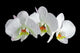 White orchid with drop of dew Wall Mural