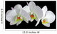 White orchid with drop of dew Wall Mural