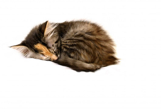 Kitten Asleep Wall Decal
