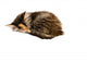 Kitten Asleep Wall Decal