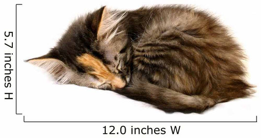 Kitten Asleep Wall Decal