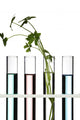 Flowers and Plants in Test Tubes Wall Decal