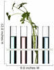 Flowers and Plants in Test Tubes Wall Decal