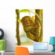 Tarsier