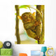 Tarsier