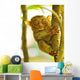 Tarsier