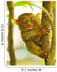 Tarsier