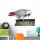 African Grey Parrot on Pot Wall Decal